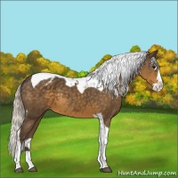 Horse Color:Silver Smoky Black Splash Tobiano Appaloosa 