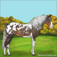 Horse Color:Silver Smoky Blue Roan Splash Tobiano Appaloosa 