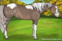Horse Color:Silver Black Splash Tobiano Appaloosa 