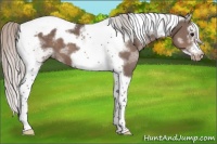 Horse Color:Silver Black Splash Tobiano Frame Appaloosa 