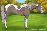 Horse Color:Silver Black Splash Tobiano Appaloosa 