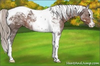 Horse Color:Silver Black Splash Tobiano Appaloosa 
