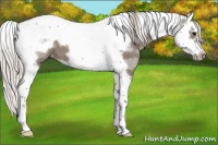 Horse Color:Silver Black Splash Tobiano Frame Appaloosa 