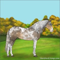 Horse Color:Silver Smoky Black Splash Tobiano Appaloosa 