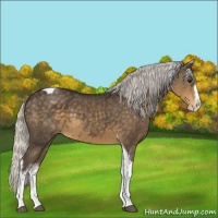 Horse Color:White Spotted Silver Smoky Black Splash Tobiano Appaloosa 