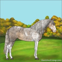 Horse Color:Silver Smoky Blue Roan Splash Tobiano Appaloosa 