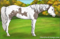 Horse Color:Silver Black Splash Tobiano Appaloosa 