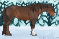 Horse Color:Liver Chestnut 