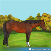 Horse Color:Brown 
