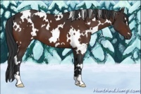 Horse Color:White Spotted Brown