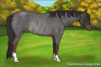 Horse Color:Liver Red Roan Rabicano 