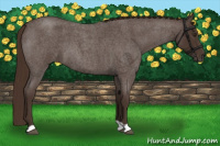 Horse Color:Liver Red Roan 