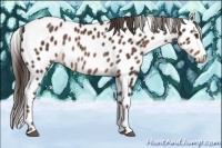 Horse Color:Liver Chestnut Appaloosa Rabicano 