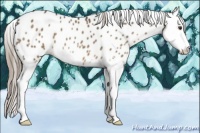 Horse Color:Chocolate Palomino Sabino Splash Appaloosa 