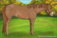 Horse Color:Chestnut Splash