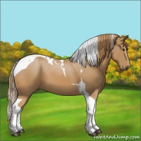 Horse Color:Chestnut Tobiano 
