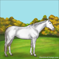 Horse Color:Gray Chestnut 