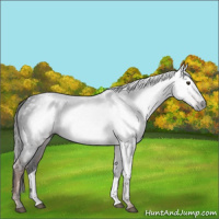 Horse Color:Gray Liver Chestnut