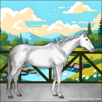 Horse Color:Gray Bay 