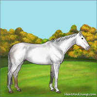 Horse Color:Gray Bay 