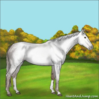 Horse Color:Gray Chestnut 