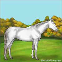 Horse Color:Gray Chestnut 