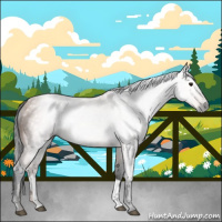 Horse Color:Gray Bay 