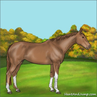 Horse Color:Chestnut Tobiano