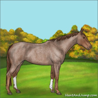 Horse Color:Red Roan