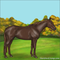 Horse Color:Gray Chestnut