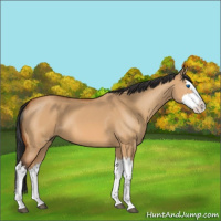 Horse Color:Bay Dun Splash