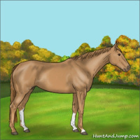 Horse Color:Chestnut Rabicano