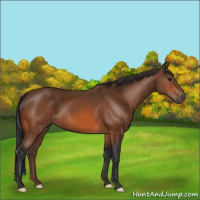 Horse Color:Bay 