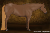 Horse Color:Gray Chestnut