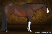 Horse Color:Gray Bay