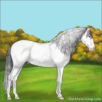 Horse Color:Bay Ice Sabino Splash Tobiano Appaloosa Rabicano 