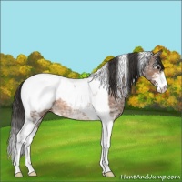 Horse Color:Bay Ice Sabino Tobiano Snowcap Rabicano 