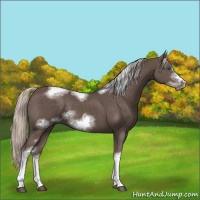 Horse Color:Silver Black Sabino Tobiano Frame Rabicano 