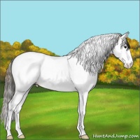 Horse Color:Plaid  Bay Ice Splash Tobiano Appaloosa Rabicano 