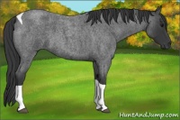 Horse Color:Blue Roan Tobiano