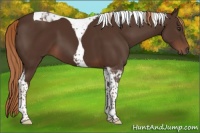 Horse Color:Liver Chestnut Tobiano 