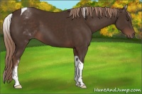 Horse Color:White Spotted Liver Chestnut Tobiano