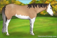 Horse Color:Amber Champagne Splash 