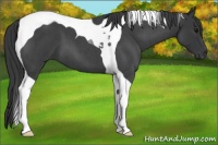Horse Color:Blue Roan Tobiano
