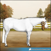 Horse Color:Red Dun Mushroom Appaloosa Brindle