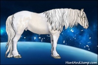 Horse Color:Silver Classic Champagne Roan Onyx Splash Tobiano Frame Appaloosa Rabicano 