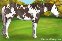 Horse Color:White Spotted Liver Chestnut Splash 
