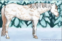 Horse Color:White Spotted Gold Champagne Dun Splash 