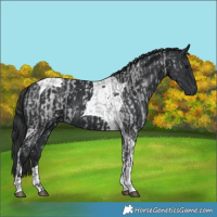 Horse Color:Gray Blue Roan Tobiano  and Black Tobiano 