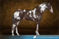 Horse Color:White Spotted Liver Chestnut 